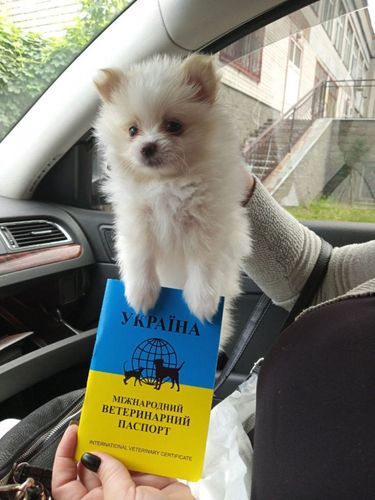 Купить собаку шпица в Черниговской области
