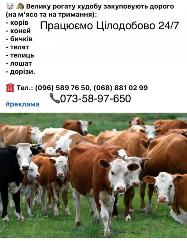 Закуповуємо ВРХ Корови Коні Бички Телиці  Телята На Мясо На Тримання
