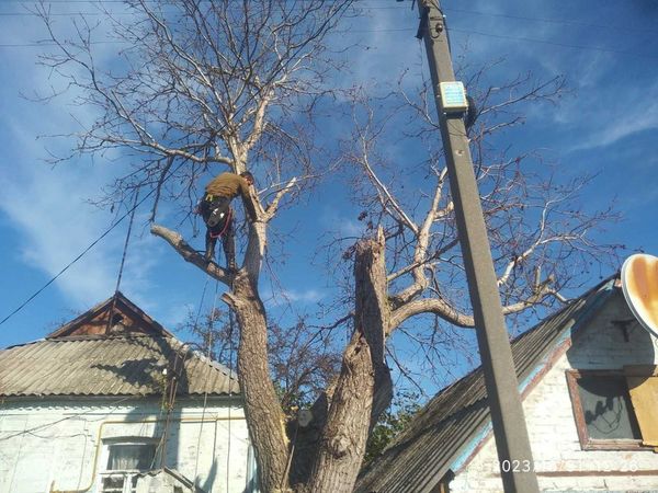 Видалення та обрізання   дерев Київ.