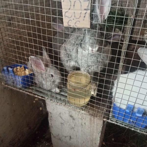 Кролики відА доЯ різні кроликі