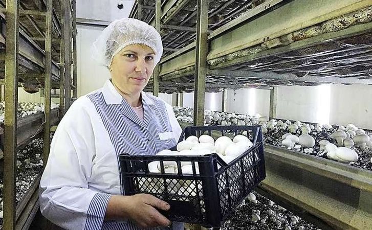 Підприємство з вирощування грибів шампіньйонів запрошує на роботу