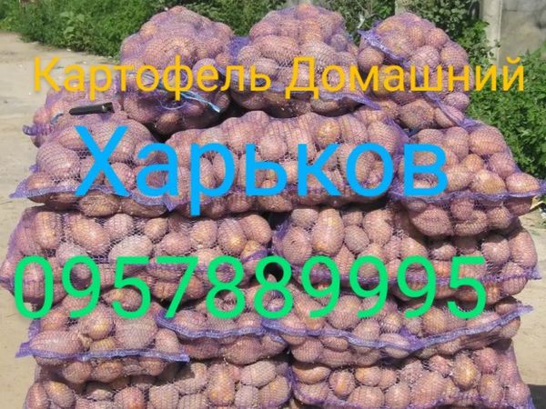 Картопля домашня Харків Залютіно 30.09