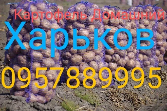 Картопля домашня Харків Залютіно