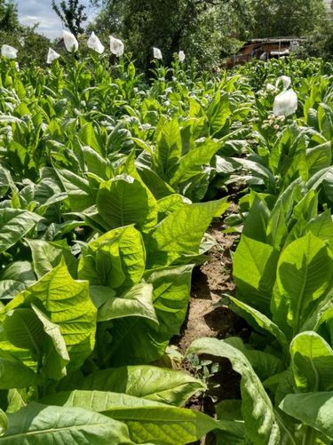 Семена табака, 93 сорта: 20 грн - дом и сад, сад/ огород в Виннице на  Оголоша | 588099