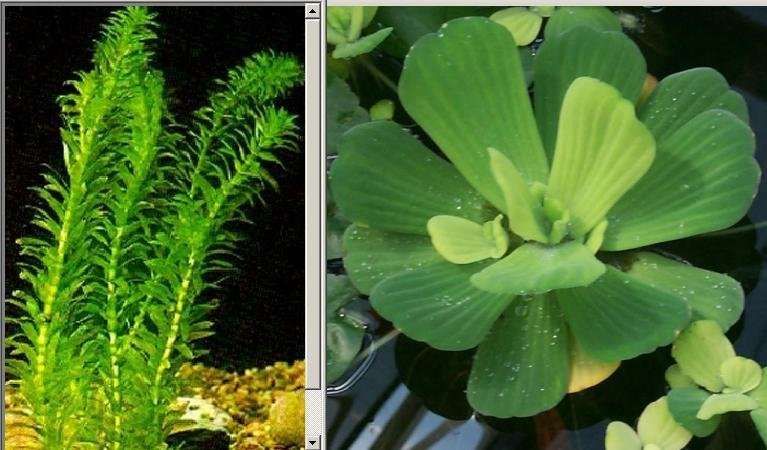 Аквариумные растения Элодея, Пистия (водяной салат / капуста)